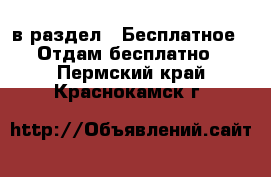  в раздел : Бесплатное » Отдам бесплатно . Пермский край,Краснокамск г.